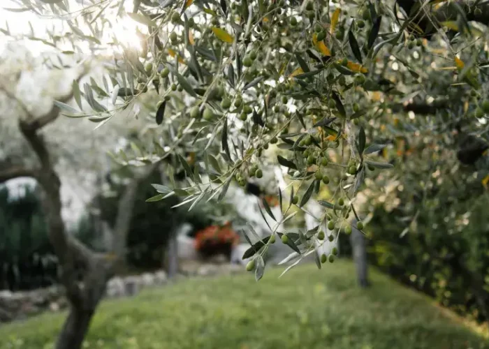 Olive-garden